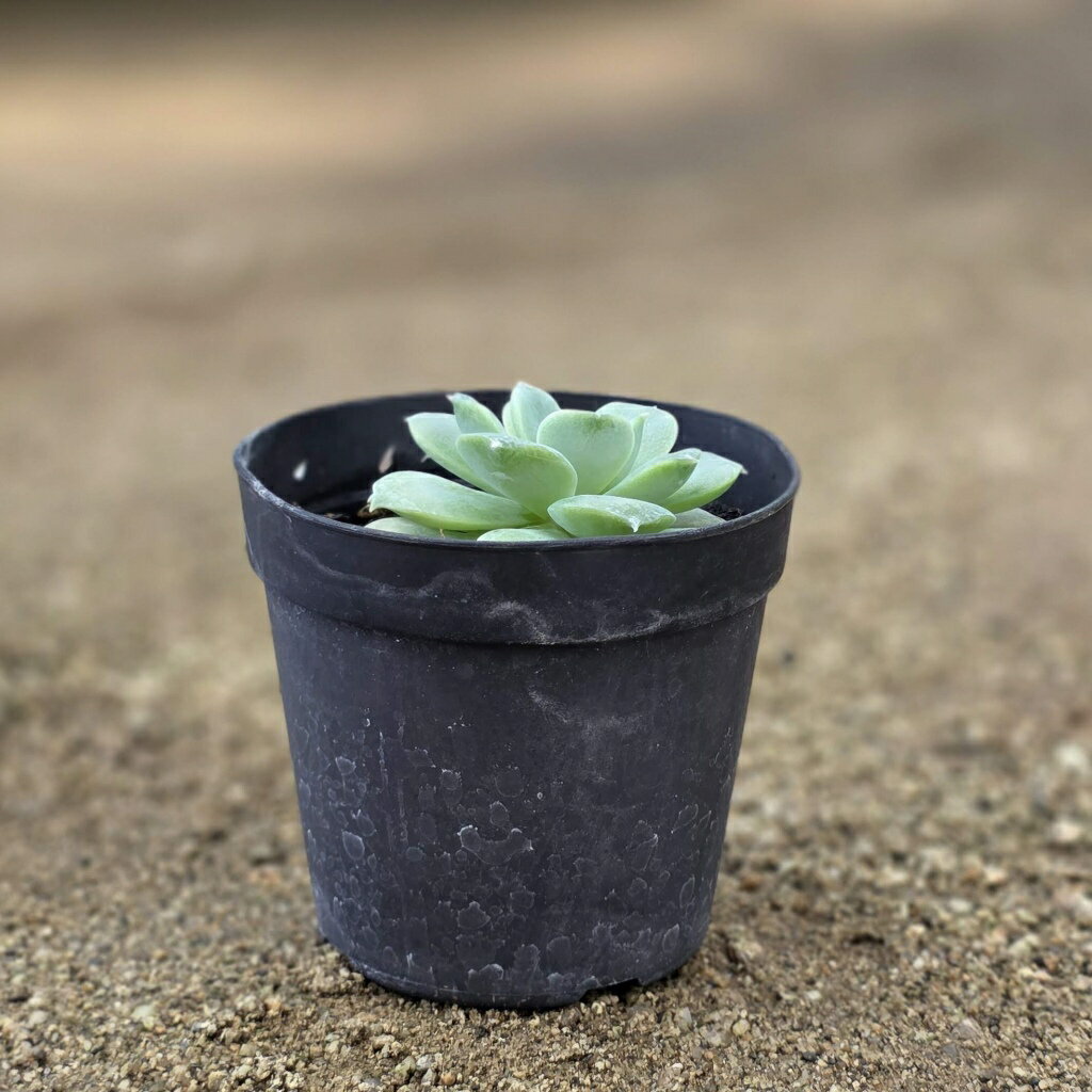 マドレーヌ 7.5cmポット 多肉植物 エケベリア Echeveria 'Madeleine' 福岡県産 多肉 観葉植物 インテリアグリーン 寄せ植えに （まとめ買いがお得♪）