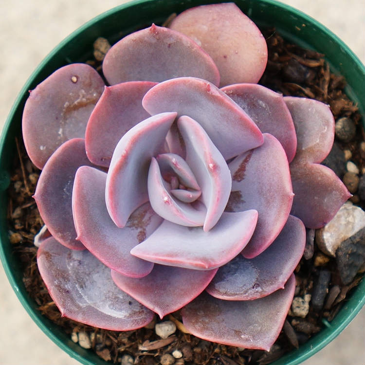 ֥ƥ 7.5cmݥå ¿ʪ ٥ꥢ Echeveria 'Dusty Rose' ƥ  ʡ ¿ տʪ ƥꥢ꡼ 󤻿 ʤޤȤ㤤ˡפ򸫤