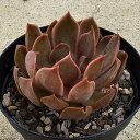 セイレン 7.5cmポット 多肉植物 エケベリア Echeveria 福岡県産 多肉 観葉植物 インテリアグリーン 寄せ植えに (まとめ買いがお得♪)