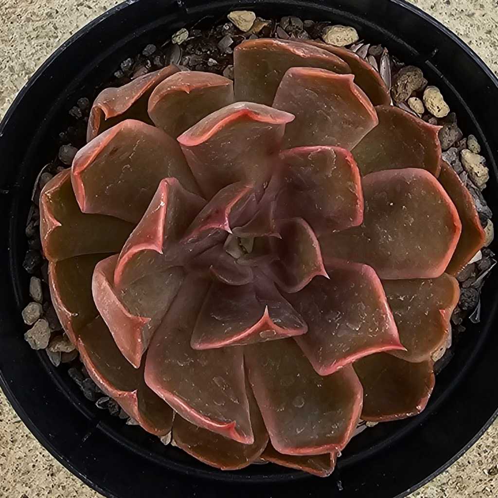 セイレン 7.5cmポット 多肉植物 エケベリア Echeveria 福岡県産 多肉 観葉植物 インテリアグリーン 寄せ植えに （まとめ買いがお得♪）