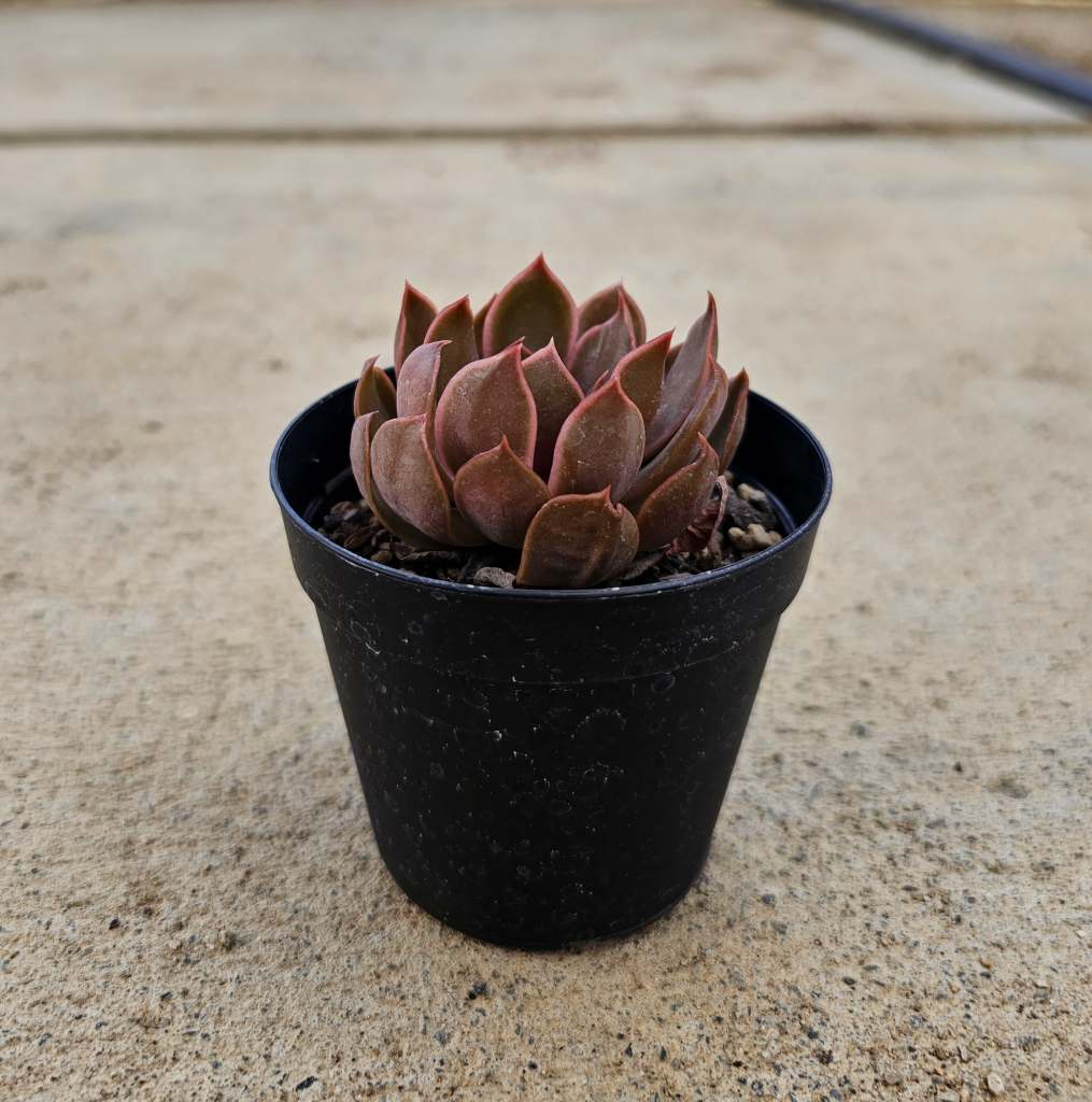 セイレン 7.5cmポット 多肉植物 エケベリア Echeveria 福岡県産 多肉 観葉植物 インテリアグリーン 寄せ植えに （まとめ買いがお得♪）