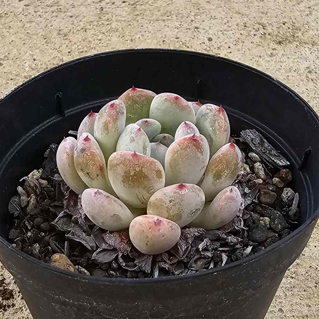 ビアンテ 7.5cmポット 多肉植物 エケベリア Echeveria 福岡県産 多肉 観葉植物 インテリアグリーン 寄せ植えに （まとめ買いがお得♪）