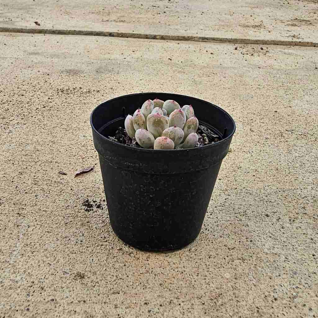 ビアンテ 7.5cmポット 多肉植物 エケベリア Echeveria 福岡県産 多肉 観葉植物 インテリアグリーン 寄せ植えに （まとめ買いがお得♪）