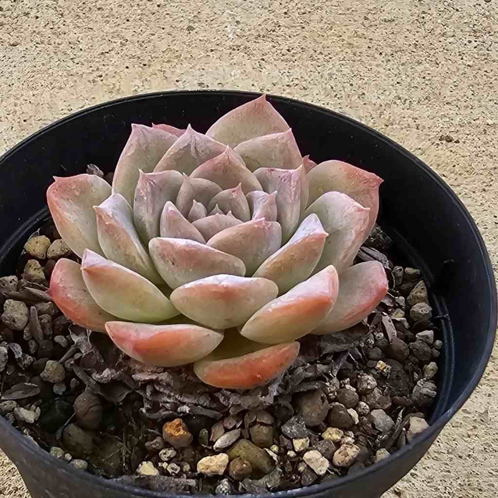 ピュアラブ 7.5cmポット 多肉植物 エケベリア Echeveria 福岡県産 多肉 観葉植物 インテリアグリーン 寄せ植えに （まとめ買いがお得♪）