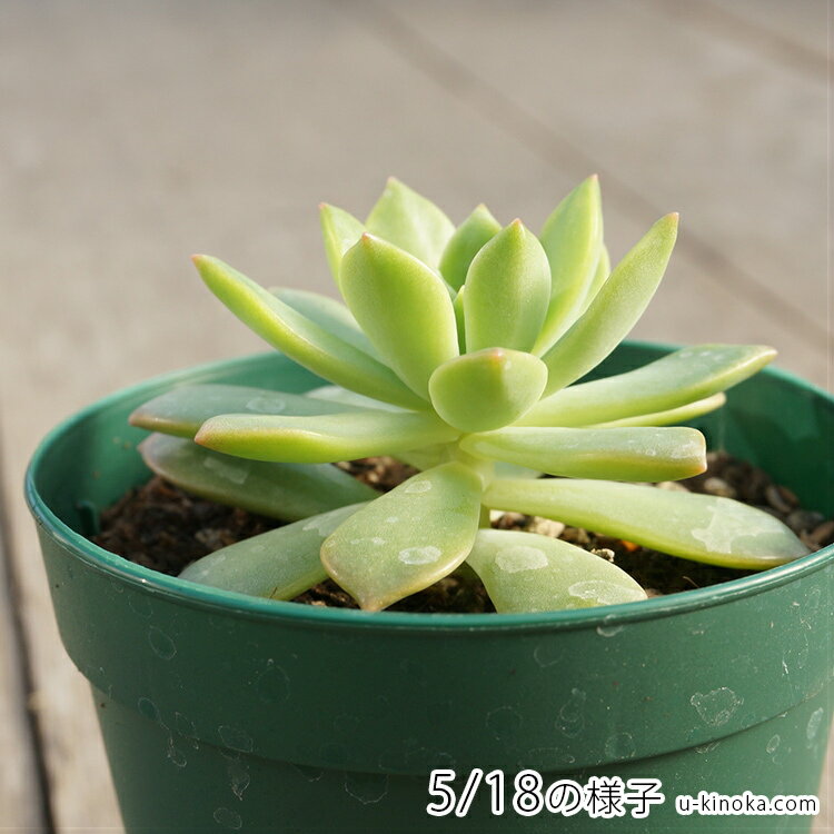 ピュアラブ 7.5cmポット 多肉植物 エケベリア Echeveria 福岡県産 多肉 観葉植物 インテリアグリーン 寄せ植えに （まとめ買いがお得♪）