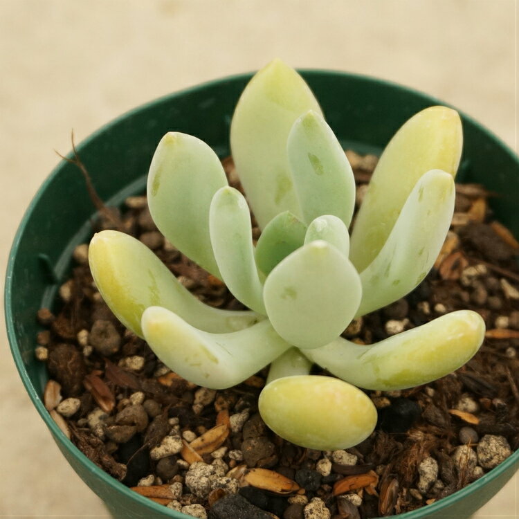 アズマビジン 東美人 7.5cmポット 多肉植物 パキフィツム Pachyphytum pachyphtooides 福岡県産 多肉 観葉植物 インテリアグリーン 寄せ植えに （まとめ買いがお得♪）