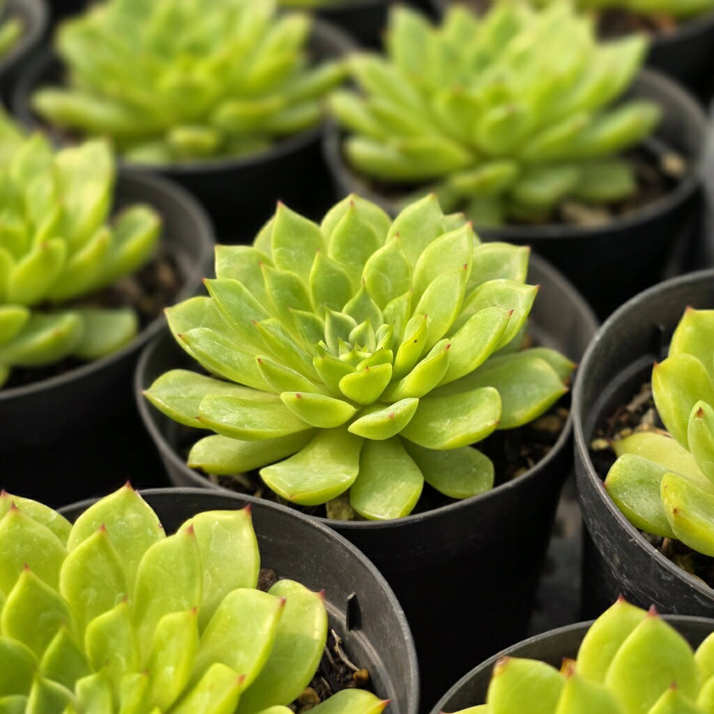 フォルダのランス 7.5cmポット 多肉植物 エケベリア Echeveria 福岡県産 多肉 観葉植物 インテリアグリーン 寄せ植えに （まとめ買いがお得♪）