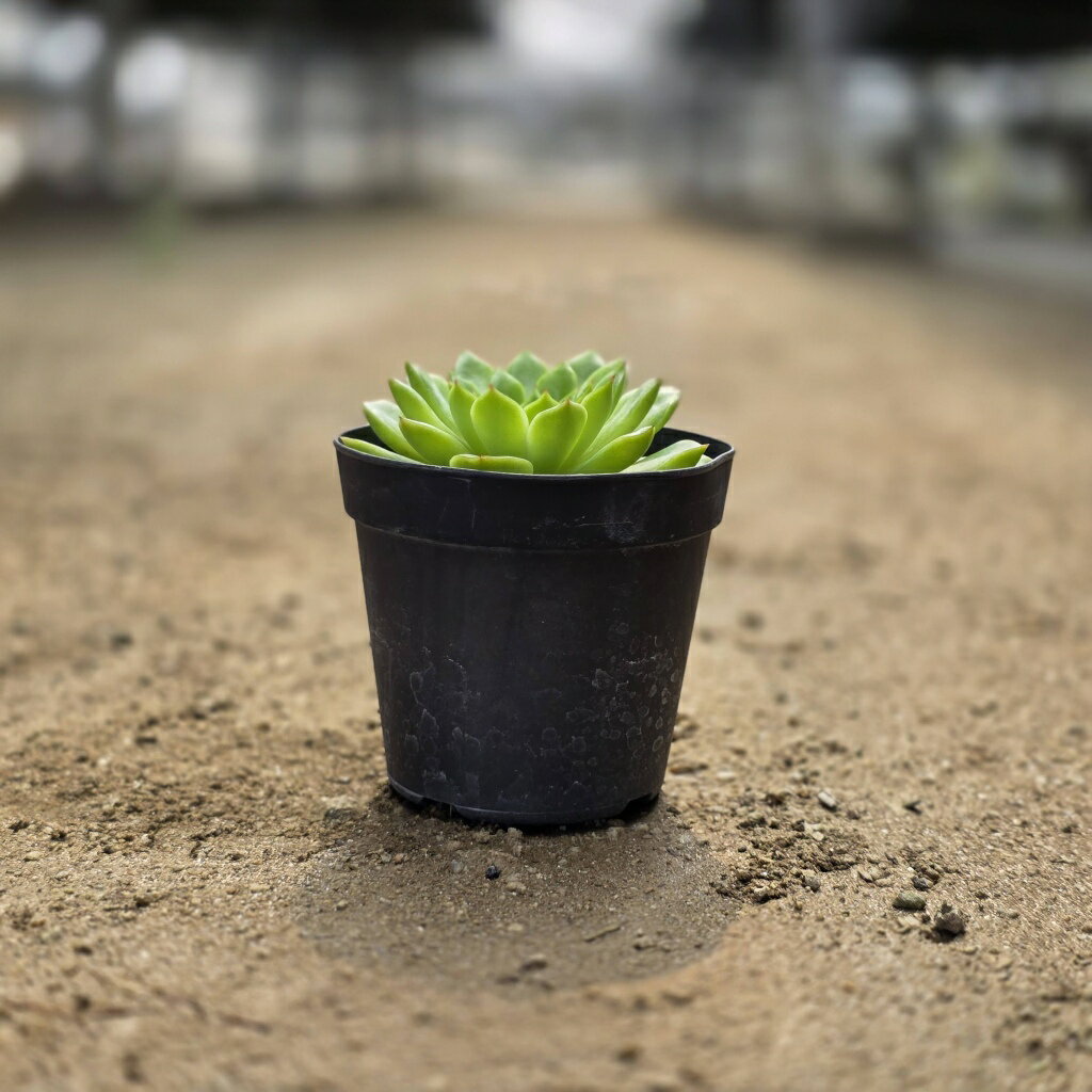 フォルダのランス 7.5cmポット 多肉植物 エケベリア Echeveria 福岡県産 多肉 観葉植物 インテリアグリーン 寄せ植えに （まとめ買いがお得♪）