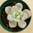 Ipi 7.5cm|bg A OvgxA Graptoveria 'Opalina' Y  ϗtA CeAO[ 񂹐A i܂Ƃߔj