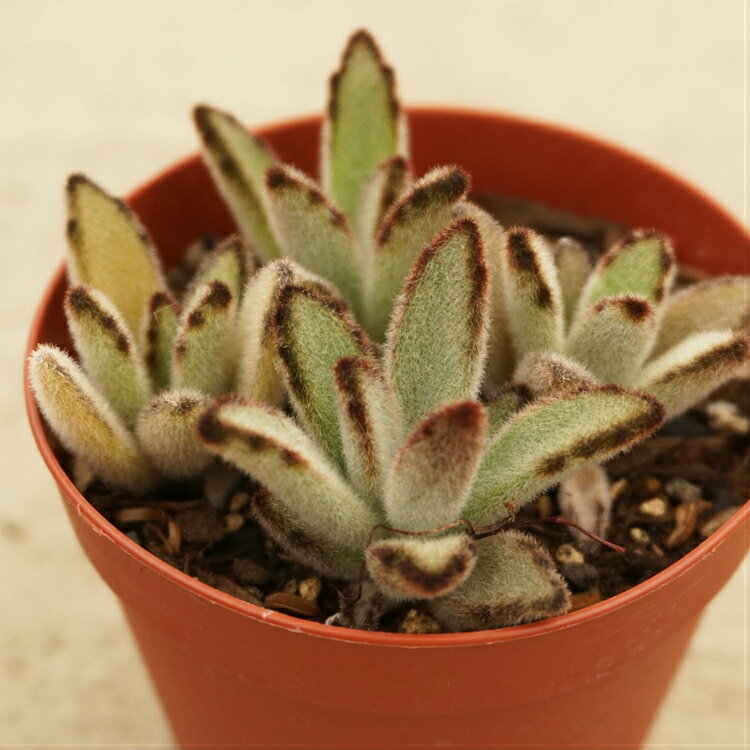 クロトジ 黒兎耳 7.5cmポット 多肉植物 カランコエ Kalanchoe tomentosa f. nigromarginatas 福岡県産 多肉 観葉植物 インテリアグリーン 寄せ植えに （まとめ買いがお得♪）