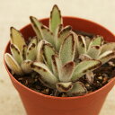 ιʤΤˤ㤨֥ȥ Ƽ 7.5cmݥå ¿ʪ 󥳥 Kalanchoe tomentosa f. nigromarginatas ʡ ¿ տʪ ƥꥢ꡼ 󤻿 ʤޤȤ㤤ˡפβǤʤ340ߤˤʤޤ