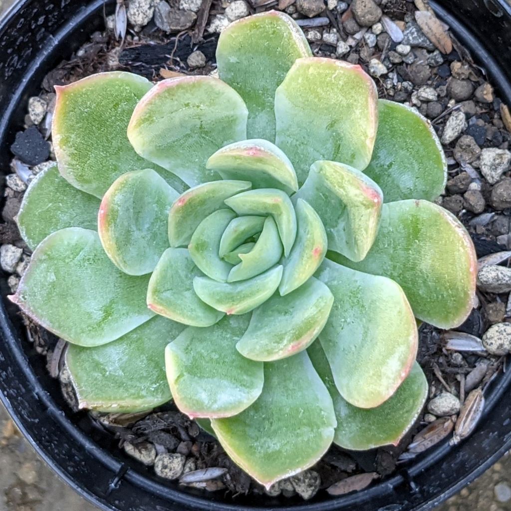 イグニション 7.5cmポット 多肉植物 エケベリア Echeveria 'Ignition' 福岡県産 多肉 観葉植物 インテリアグリーン 寄せ植えに （まとめ買いがお得♪）