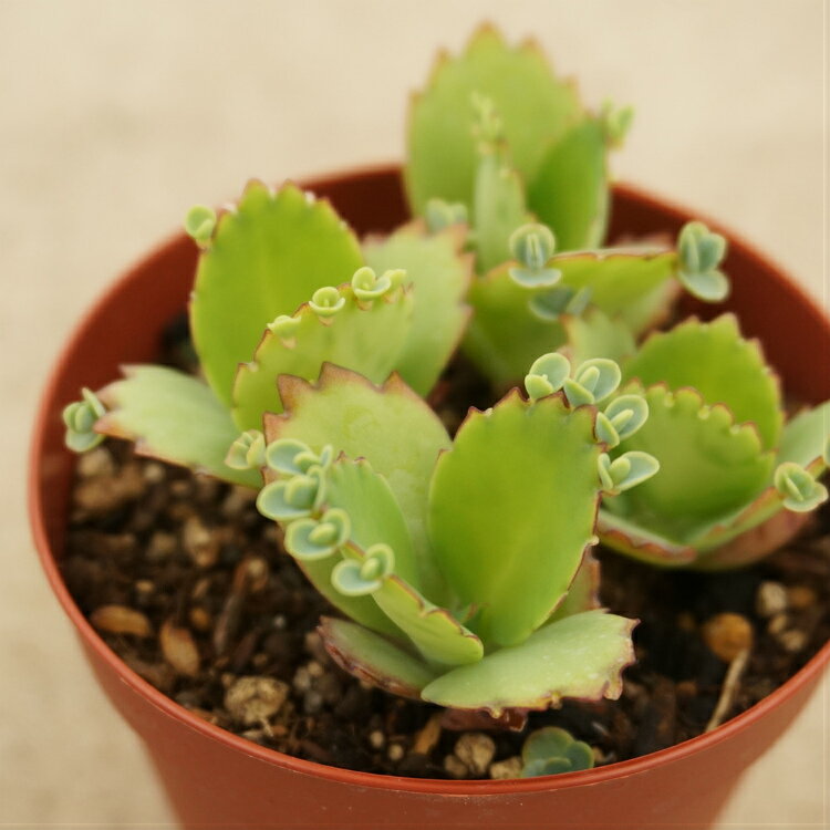 コダカラソウ 子宝草 7.5cmポット 多肉植物 カランコエ Kalanchoe 'Creantodaigremontianum' 福岡県産 多肉 観葉植物 インテリアグリーン 寄せ植えに （まとめ買いがお得♪）