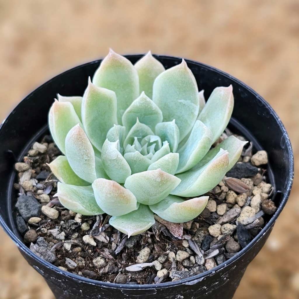 ブリムストーン 7.5cmポット 多肉植物 エケベリア Echeveria 福岡県産 多肉 観葉植物 インテリアグリーン 寄せ植えに （まとめ買いがお得♪）