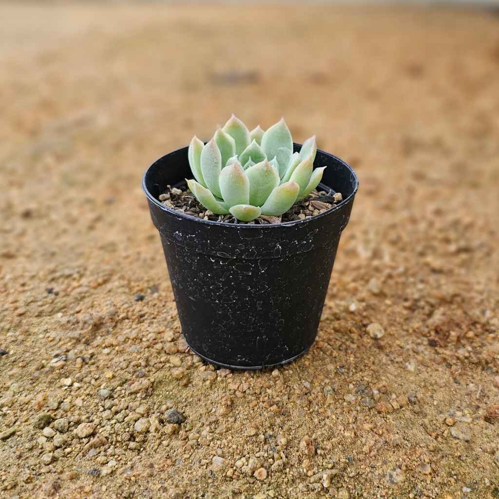 ブリムストーン 7.5cmポット 多肉植物 エケベリア Echeveria 福岡県産 多肉 観葉植物 インテリアグリーン 寄せ植えに （まとめ買いがお得♪）