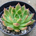 春の粧 ハルノヨソオイ 7.5cmポット エケベリア Echeveria 'Haru no Yosooi' 多肉植物 福岡県産 多肉 観葉植物 インテリアグリーン 寄せ植えに （まとめ買いがお得♪）