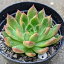 春の粧 ハルノヨソオイ 7.5cmポット 多肉植物 エケベリア Echeveria 'Haru no Yosooi' 福岡県産 多肉 観葉植物 インテリアグリーン 寄せ植えに （まとめ買いがお得♪）