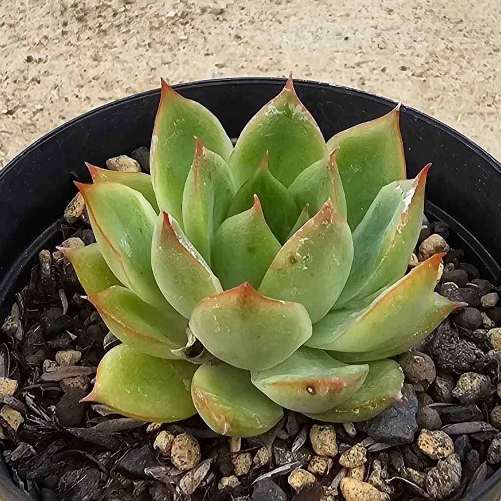 マリーピエル 7.5cmポット 多肉植物 エケベリア Echeveria 福岡県産 多肉 観葉植物 インテリアグリーン 寄せ植えに （まとめ買いがお得♪）