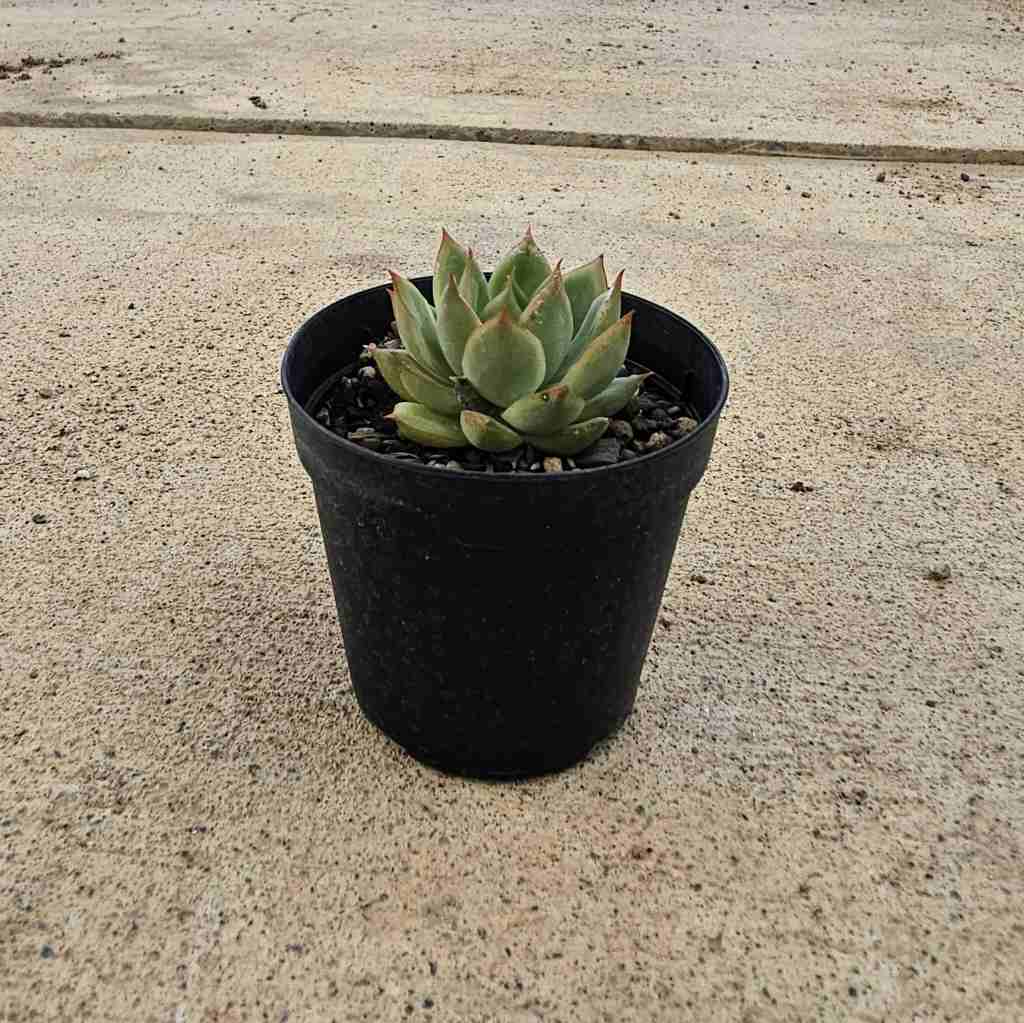 マリーピエル 7.5cmポット 多肉植物 エケベリア Echeveria 福岡県産 多肉 観葉植物 インテリアグリーン 寄せ植えに （まとめ買いがお得♪）