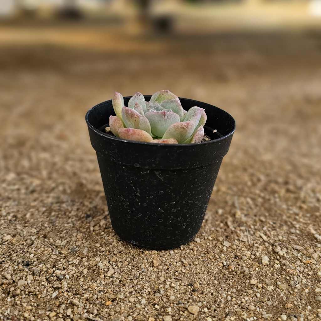 モカ 7.5cmポット 多肉植物 エケベリア Echeveria 福岡県産 多肉 観葉植物 インテリアグリーン 寄せ植えに （まとめ買いがお得♪）
