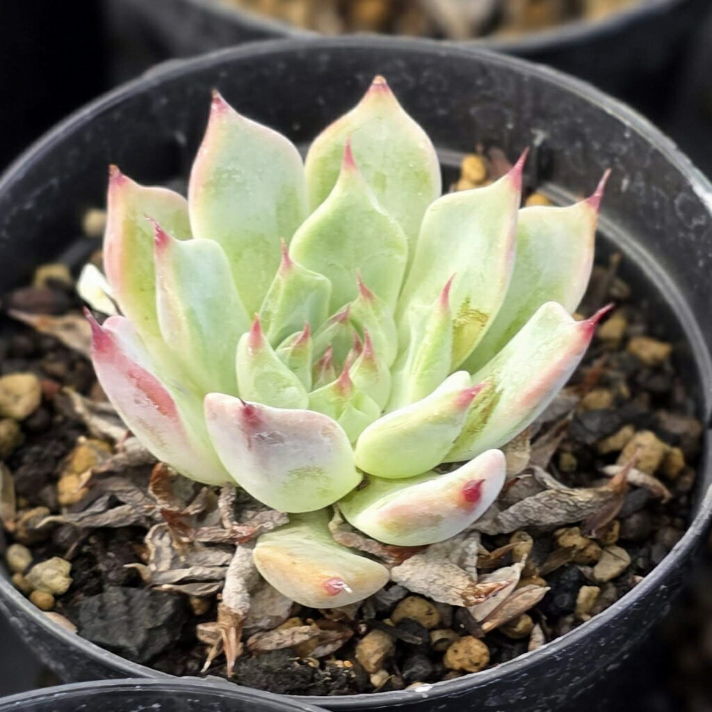 ジャッカル 7.5cmポット 多肉植物 エケベリア Echeveria 'Jackal' 福岡県産 多肉 観葉植物 インテリアグリーン 寄せ植えに （まとめ買いがお得♪）