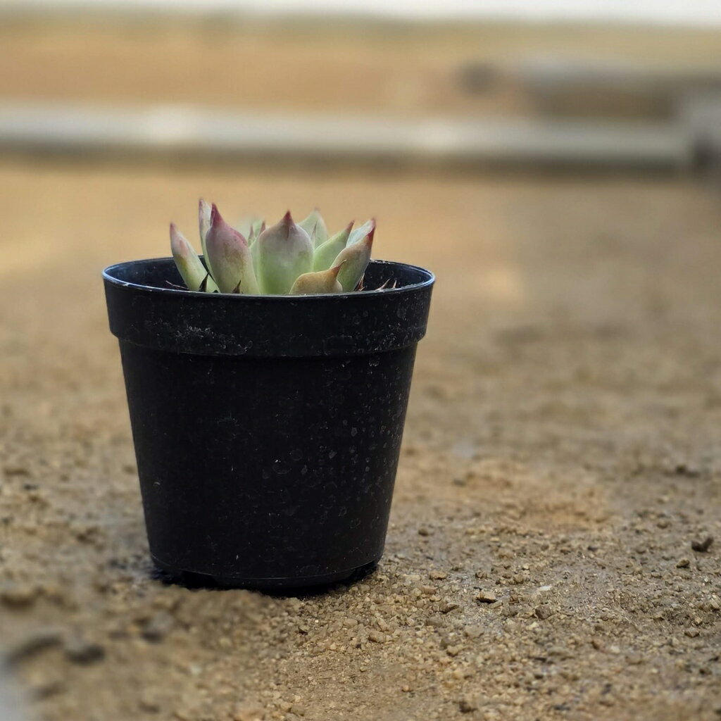 ジャッカル 7.5cmポット 多肉植物 エケベリア Echeveria 'Jackal' 福岡県産 多肉 観葉植物 インテリアグリーン 寄せ植えに （まとめ買いがお得♪）