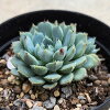 マチュピチュ 7.5cmポット 多肉植物 エケベリア Echeveria 'Machu Picchu' 福岡県...