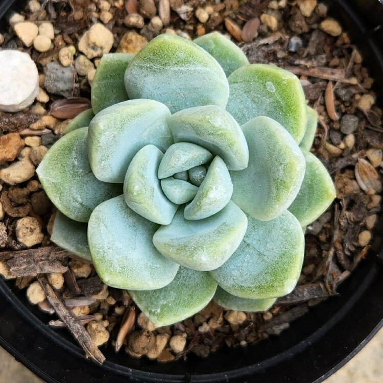 アイスグリーン 7.5cmポット 多肉植物 エケベリア Echeveria 'Ice Green' 福岡県産 多肉 観葉植物 インテリアグリーン 寄せ植えに （まとめ買いがお得♪）