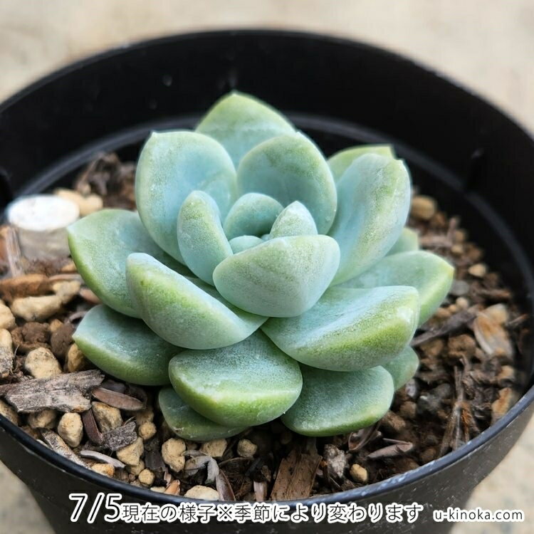 アイスグリーン 7.5cmポット 多肉植物 エケベリア Echeveria 'Ice Green' 福岡県産 多肉 観葉植物 インテリアグリーン 寄せ植えに （まとめ買いがお得♪）