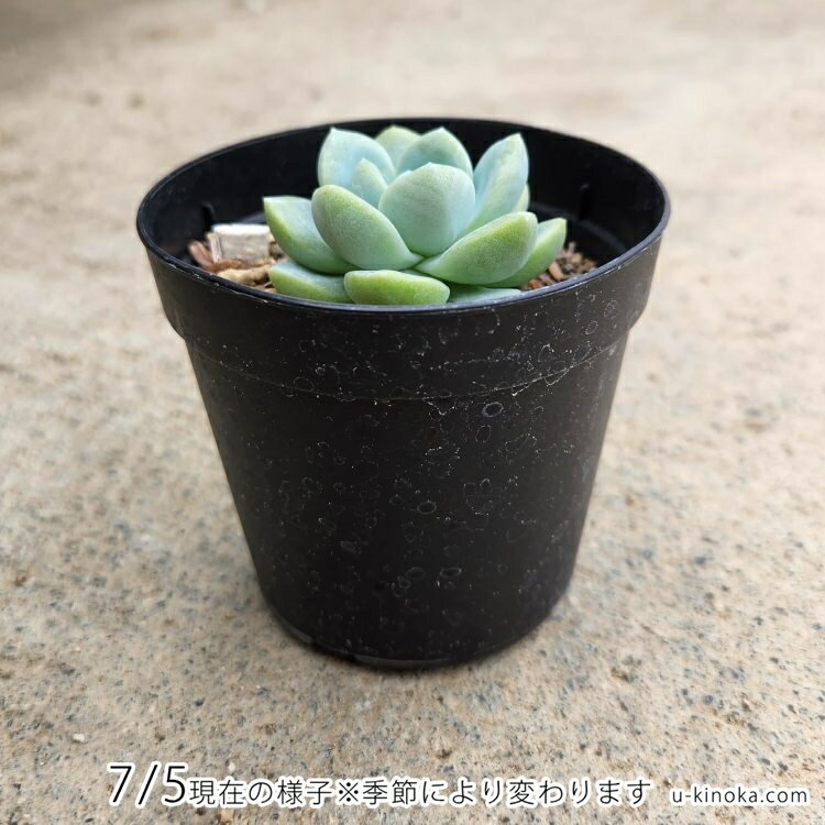 アイスグリーン 7.5cmポット 多肉植物 エケベリア Echeveria 'Ice Green' 福岡県産 多肉 観葉植物 インテリアグリーン 寄せ植えに （まとめ買いがお得♪）