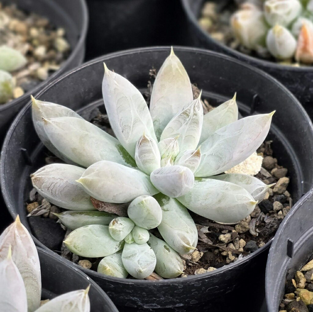 トリマネンシス 7.5cmポット 多肉植物 エケベリア Echeveria tolimanensis 福岡県産 多肉 観葉植物 インテリアグリーン 寄せ植えに （まとめ買いがお得♪）
