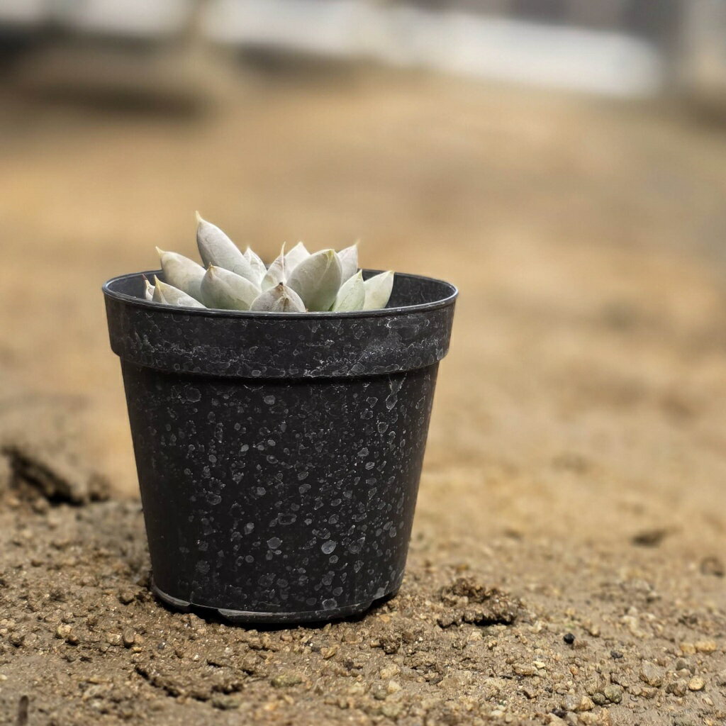 トリマネンシス 7.5cmポット 多肉植物 エケベリア Echeveria tolimanensis 福岡県産 多肉 観葉植物 インテリアグリーン 寄せ植えに （まとめ買いがお得♪）