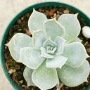 リラシナ 7.5cmポット エケベリア Echeveria Lilacina 福岡県産 多肉植物 多肉 観葉植物 インテリアグリーン 寄せ植えに （まとめ買いがお得♪）