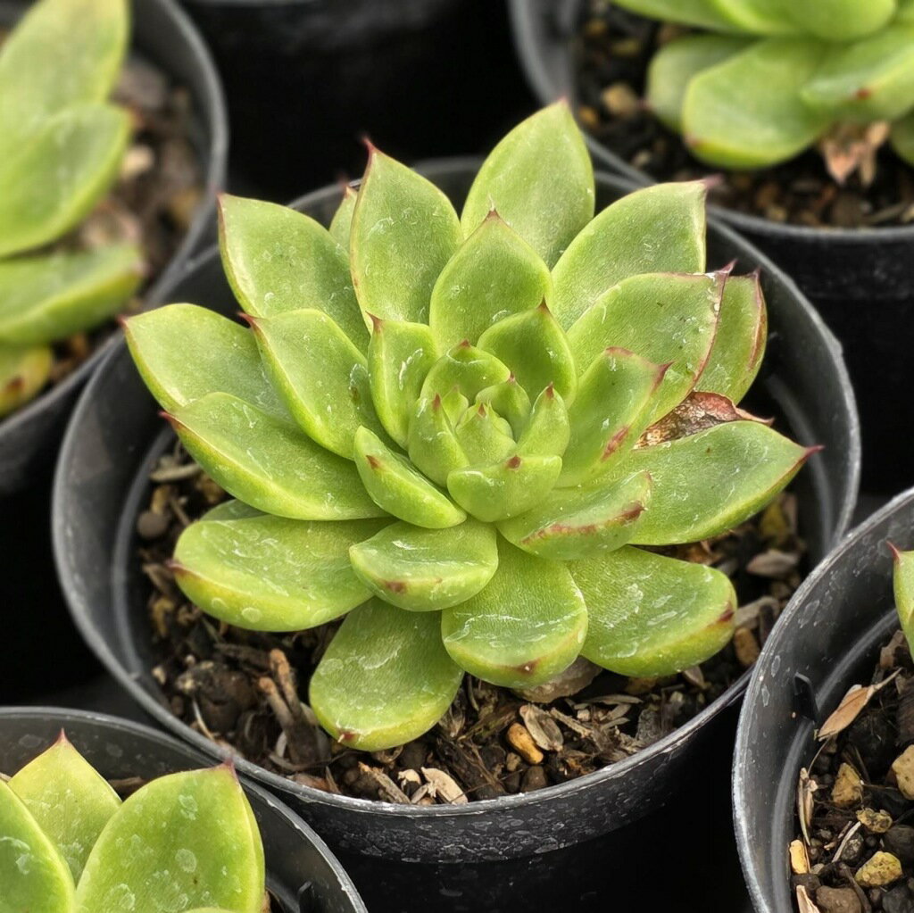 プリドニスx魅惑の宵 7.5cmポット 多肉植物 エケベリア Echeveria 福岡県産 多肉 観葉植物 インテリアグリーン 寄せ植えに （まとめ買いがお得♪）