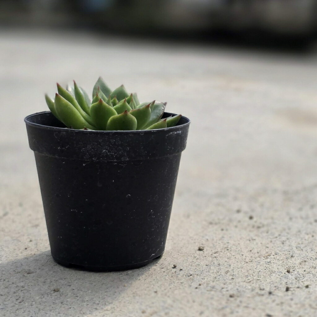 プリドニスx魅惑の宵 7.5cmポット 多肉植物 エケベリア Echeveria 福岡県産 多肉 観葉植物 インテリアグリーン 寄せ植えに （まとめ買いがお得♪）