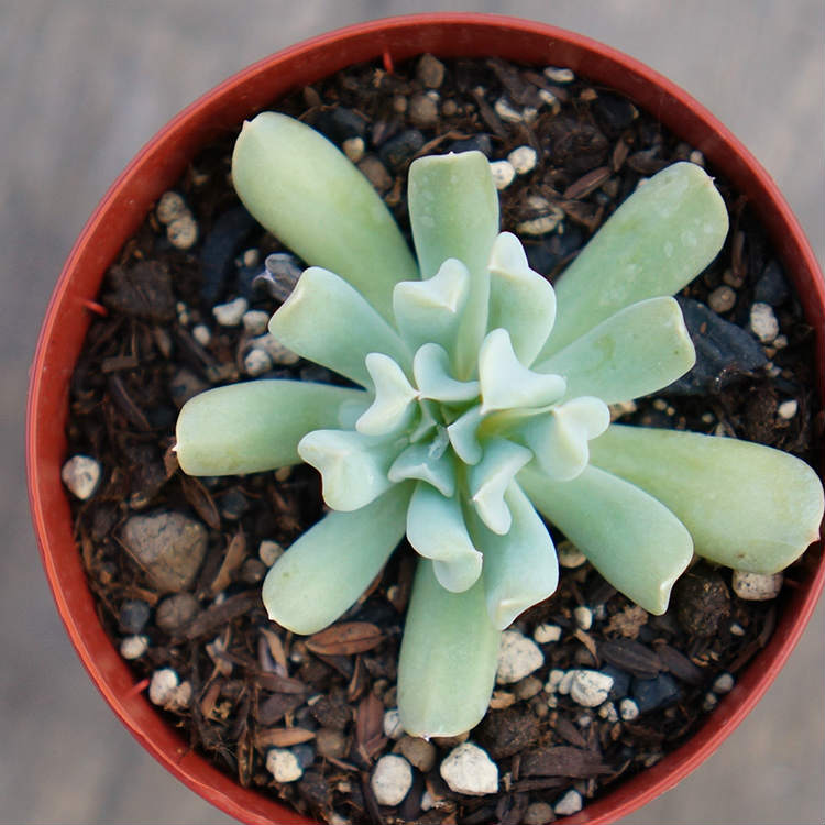 トップシータービー 7.5cmポット 多肉植物 エケベリア Echeveria runyonii ‘Topsy Turvy’ 福岡県産 多肉 観葉植物 インテリアグリーン 寄せ植えに （まとめ買いがお得♪）