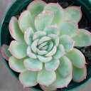 カゲツヤ 花月夜 7.5cmポット エケベリア Echeveria cv. 'Kagetuya' ハナツキヨ 福岡県産 多肉植物 多肉 観葉植物 インテリアグリーン 寄せ植えに （まとめ買いがお得♪）