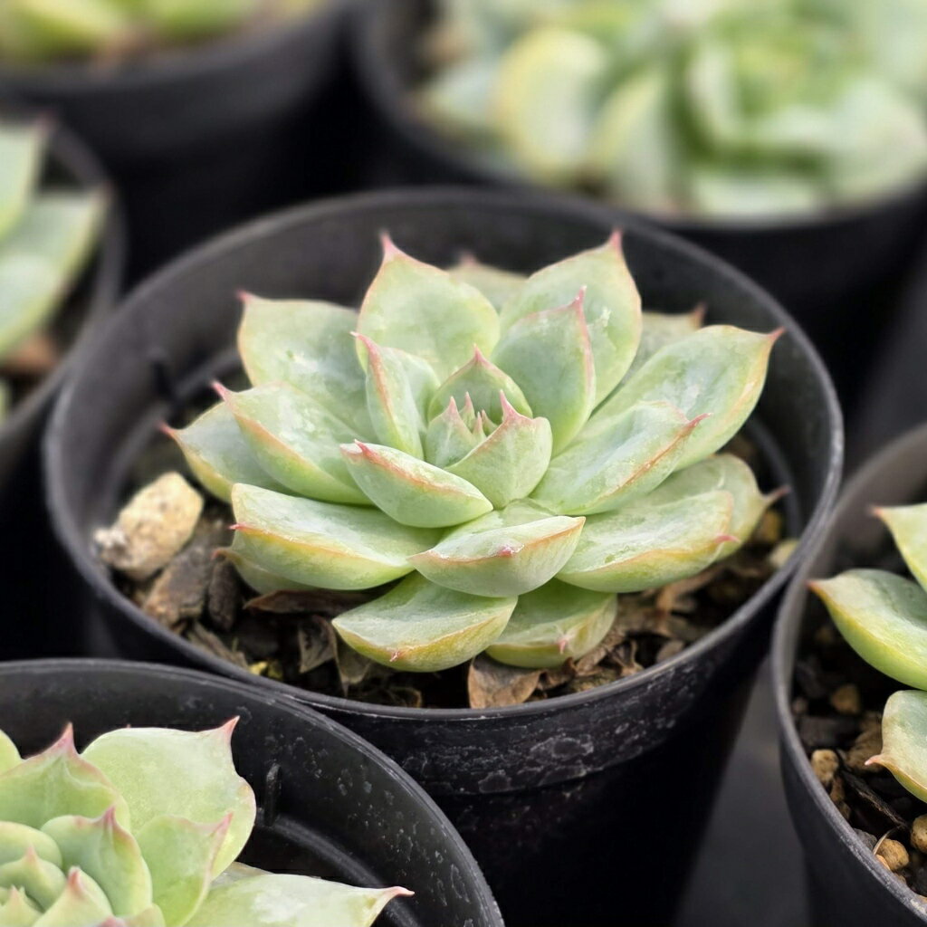 シルエット 7.5cmポット 多肉植物 エケベリア Echeveria 'Silhouette' 福岡県産 多肉 観葉植物 インテリアグリーン 寄せ植えに （まとめ買いがお得♪）