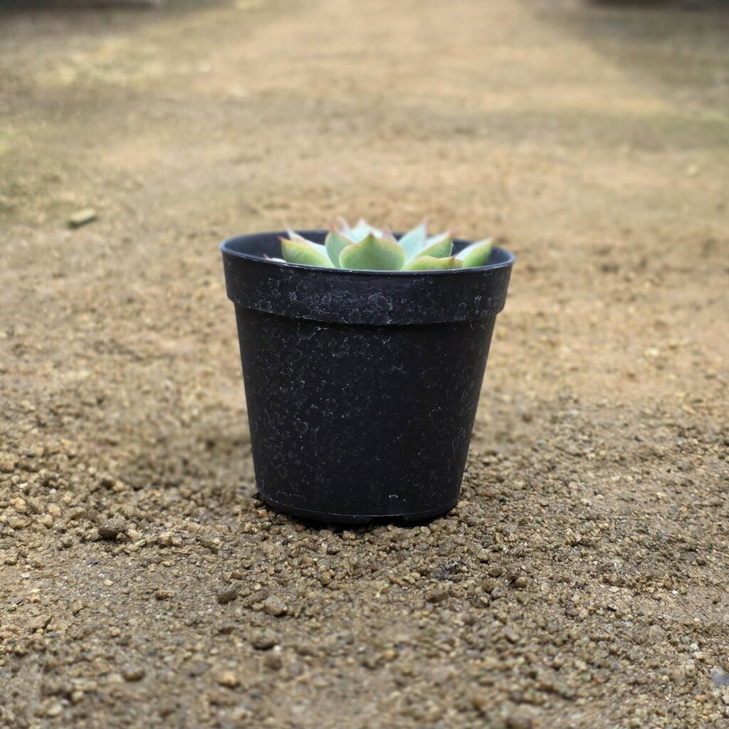 シルエット 7.5cmポット 多肉植物 エケベリア Echeveria 'Silhouette' 福岡県産 多肉 観葉植物 インテリアグリーン 寄せ植えに （まとめ買いがお得♪）