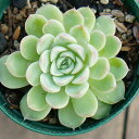 アルビカンス 7.5cmポット 多肉植物 エケベリア Echeveria Albicans 福岡県産 多肉 観葉植物 インテリアグリーン 寄せ植えに （まとめ買いがお得♪）