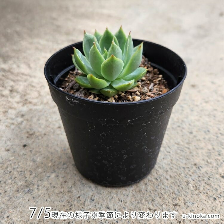 マリーピエール 7.5cmポット 多肉植物 エケベリア Echeveria 福岡県産 多肉 観葉植物 インテリアグリーン 寄せ植えに （まとめ買いがお得♪）