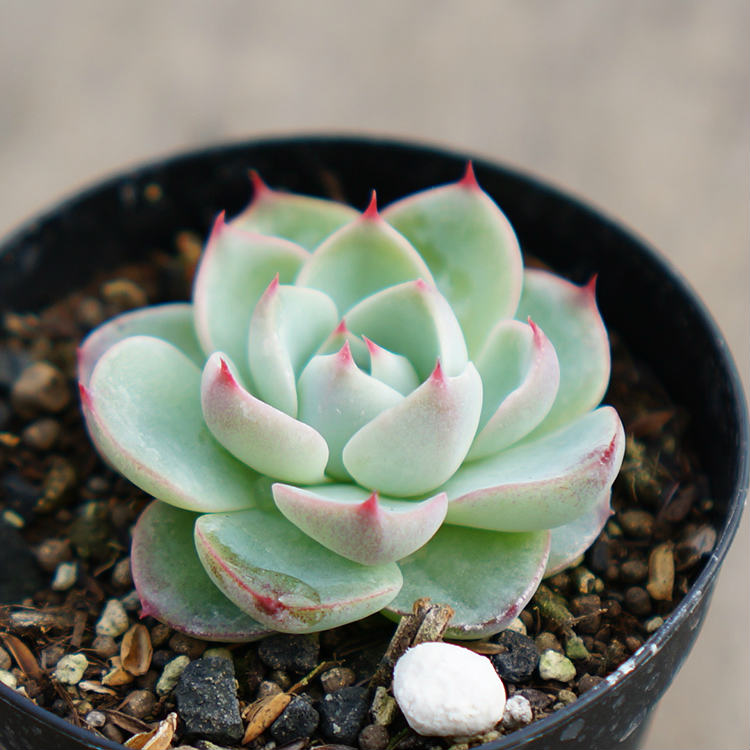 チワワエンシス 7.5cmポット エケベリア Echeveria Chihuahuaensis 福岡県産 多肉植物 多肉 観葉植物 インテリアグリーン 寄せ植えに （まとめ買いがお得♪）