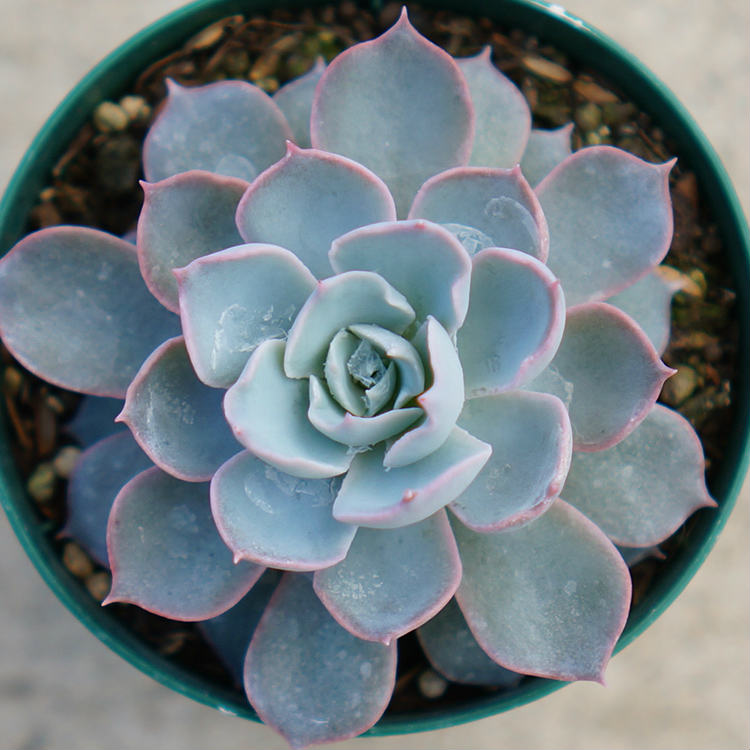 サブセシリス 7.5cmポット エケベリア Echeveria peacockii Subsessilis 福岡県産 多肉植物 多肉 観葉植物 インテリアグリーン 寄せ植えに （まとめ買いがお得♪）