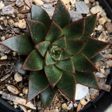 パープルパール 7.5cmポット エケベリア Echeveria 'Purple Pearl' 福岡県産 多肉植物 多肉 観葉植物 インテリアグリーン 寄せ植えに （まとめ買いがお得♪）