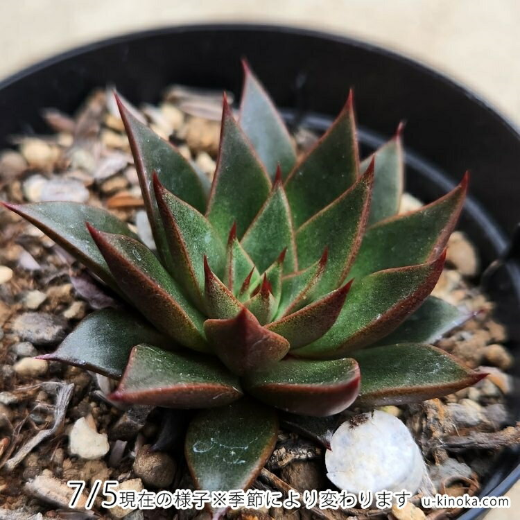 パープルパール 7.5cmポット エケベリア Echeveria 'Purple Pearl' 福岡県産 多肉植物 多肉 観葉植物 インテリアグリーン 寄せ植えに （まとめ買いがお得♪）