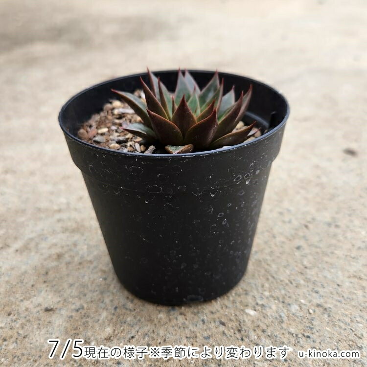 パープルパール 7.5cmポット エケベリア Echeveria 'Purple Pearl' 福岡県産 多肉植物 多肉 観葉植物 インテリアグリーン 寄せ植えに （まとめ買いがお得♪）