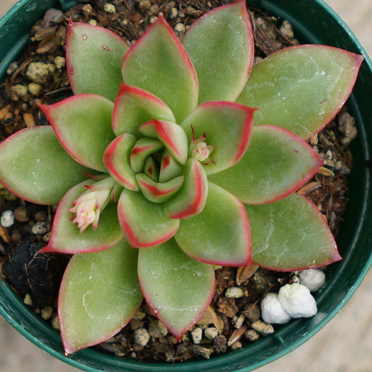 クリスマスイブ 7.5cmポット 多肉植物 エケベリア Echeveria Christmas Eve. クリスマス・イブ 福岡県産 多肉 観葉植物 インテリアグリーン 寄せ植えに （まとめ買いがお得♪）