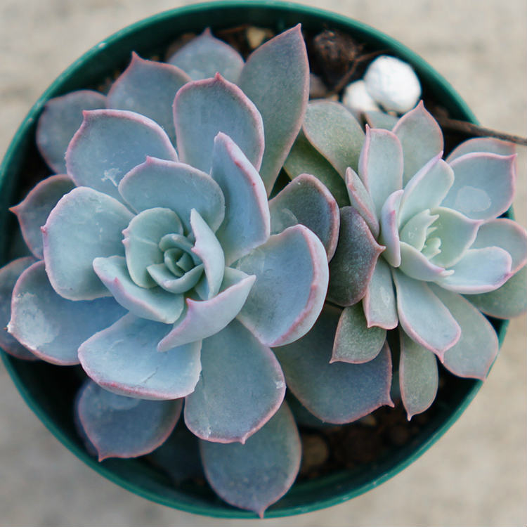 【販売終了】サブセシリス群生 7.5cmポット （2株以上） エケベリア Echeveria peacockii Subsessilis 福岡県産 多肉植物 多肉 観葉植物 インテリアグリーン 寄せ植えに （まとめ買いがお得♪）