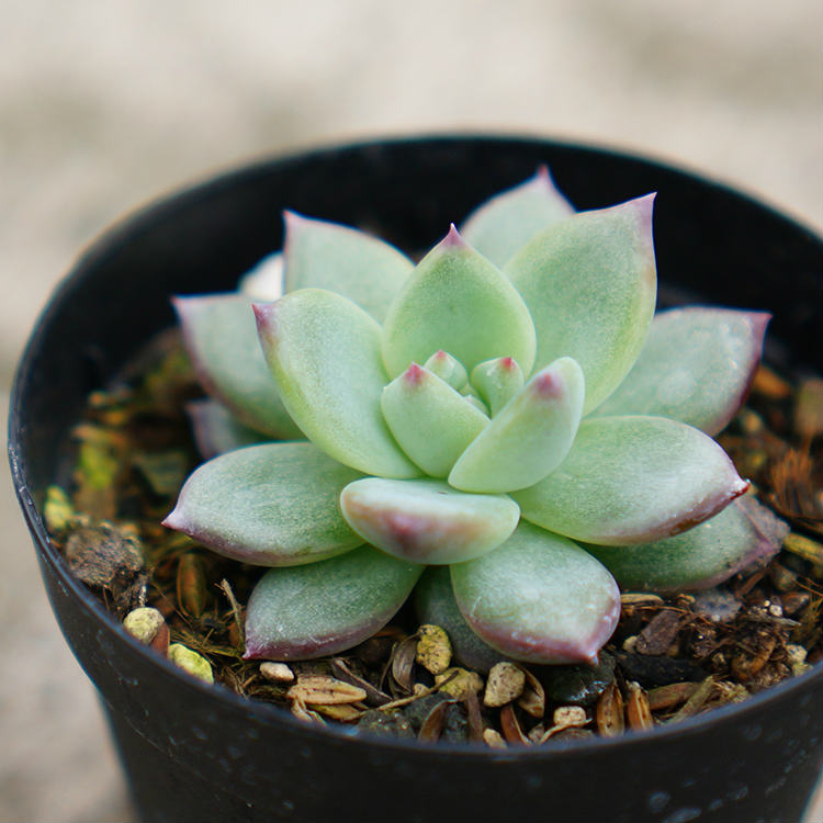 リンゼアナ 7.5cmポット エケベリア Echeveria 'Lindsayana' 福岡県産 多肉植物 多肉 観葉植物 インテリアグリーン 寄せ植えに 観葉植物 多肉植物 （まとめ買いがお得♪）