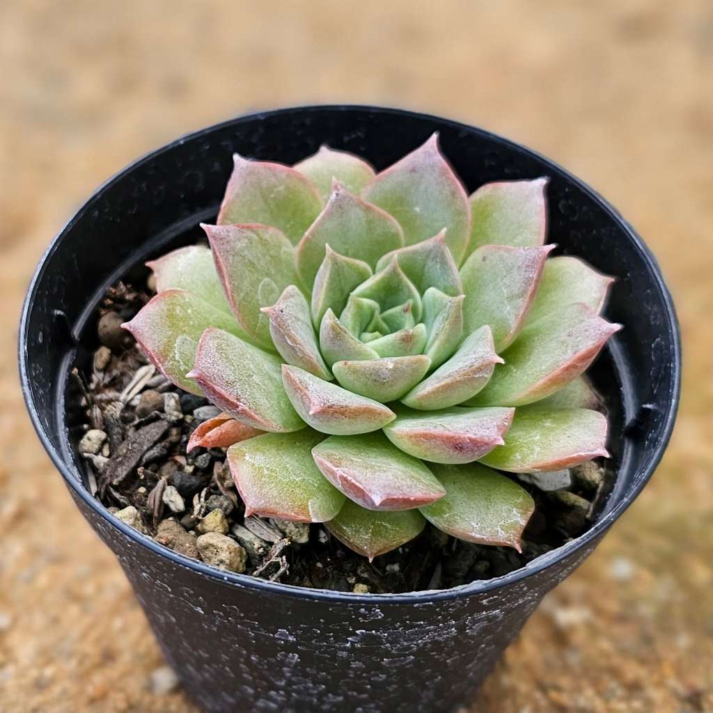 モヒカン 7.5cmポット 多肉植物 エケベリア Echeveria 福岡県産 多肉 観葉植物 インテリアグリーン 寄せ植えに （まとめ買いがお得♪）